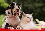 DOGUE ALLEMAND ET CHAT 032